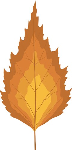 Birch tree leaf Royalty Free Vector Image - VectorStock