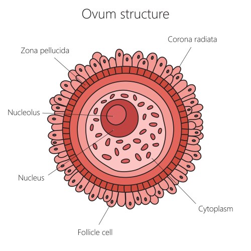 egg cell structure diagram medical science vector image