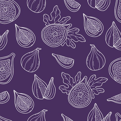 Fig Botanical Line Art – Royalty-Free Vector | VectorStock