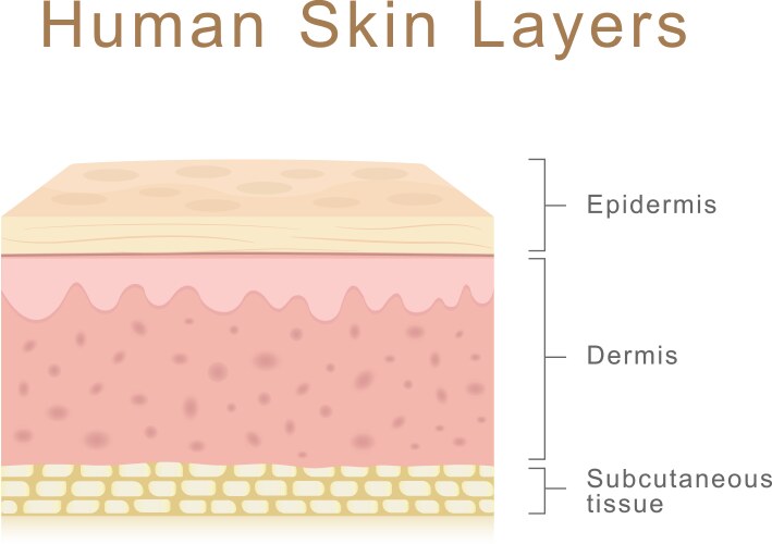 Skin layers detailed of human Royalty Free Vector Image