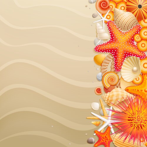 Shells and starfish Royalty Free Vector Image - VectorStock