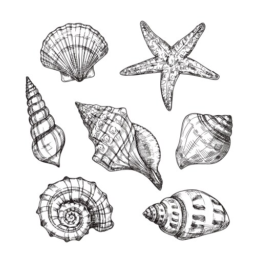 Vintage Seashells & Starfish Vector Image