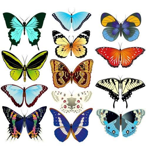 Vibrant Butterfly Collection Vector Image