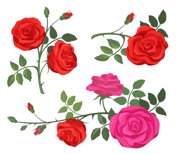 red and purple roses set vector image