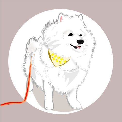 Cute american eskimo dog animal Vector Image