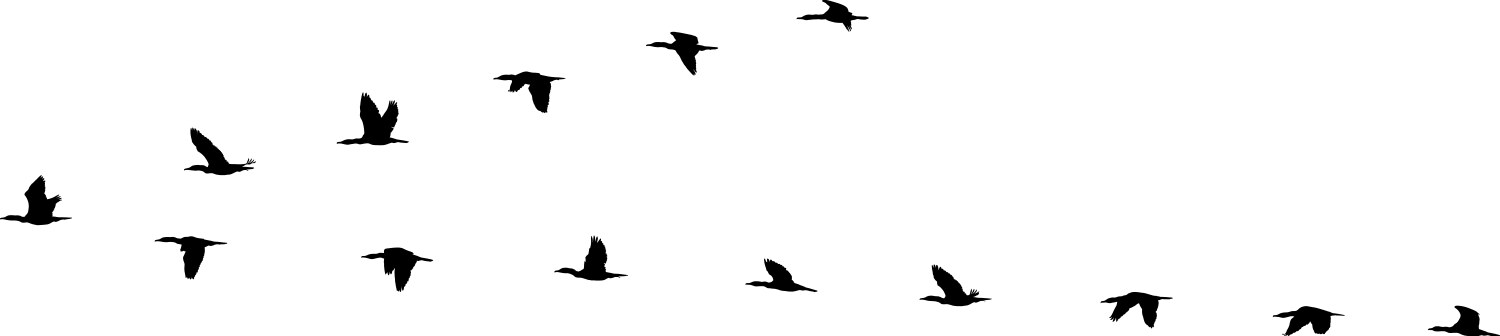 Birds in V Formation Vector Image