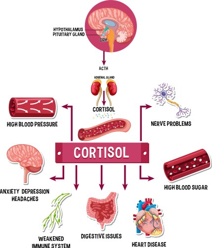 Cortisol hormone with common symptoms diagram Vector Image