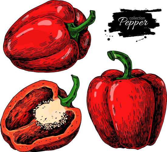 Pepper hand drawn vegetable Royalty Free Vector Image