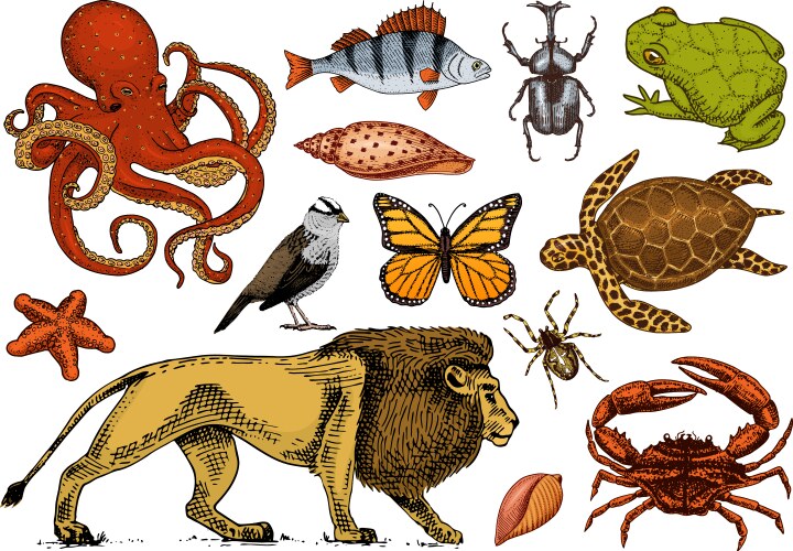 Vintage Animals Sketch Collection Vector Image