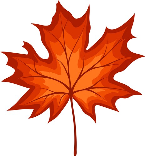 Cartoon red maple leaf Royalty Free Vector Image