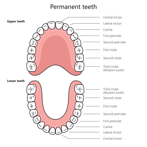 permanent teeth structure diagram medical science vector image