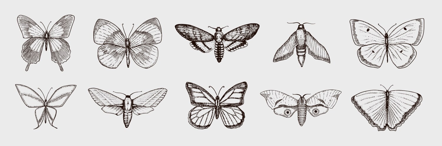 Intricate Butterfly & Moth Sketch Vector Image