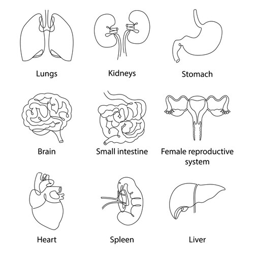 Continuous Line Human Organ Sketch Vector Image
