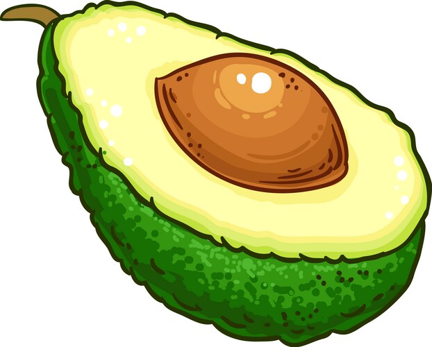 avocado fruit colored detailed vector image