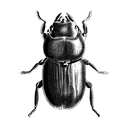 Stipple Bug Beetle Sketch Vector Image