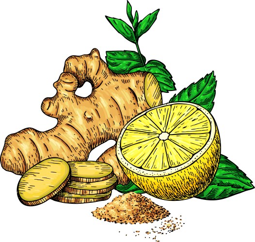 Ginger, Lemon & Mint Roots Vector Image