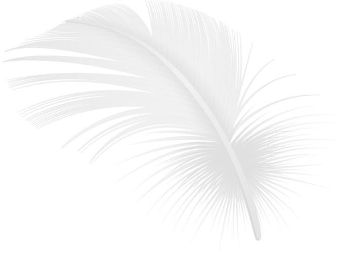 Realistic white feather Royalty Free Vector Image
