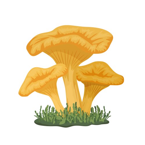 Three chanterelle mushrooms on meadow hand vector image