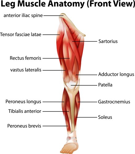 leg muscle anatomy front view vector image vector image