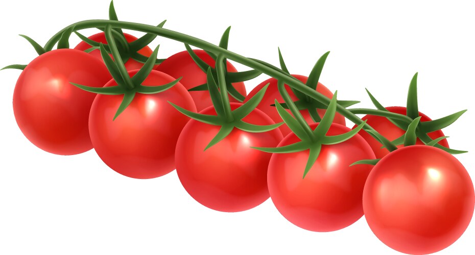 Red tomatoes Royalty Free Vector Image - VectorStock