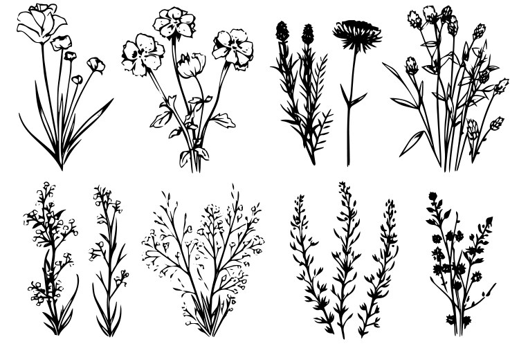 Hand Drawn Meadow Wildflower Sketch Vector Image