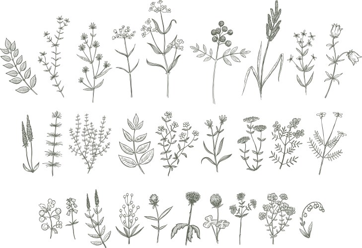 Sketchy Floral Collection Vector Image