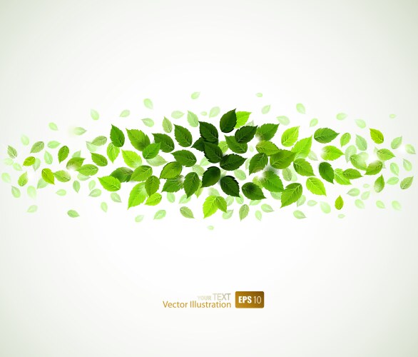 Green leaves vector image