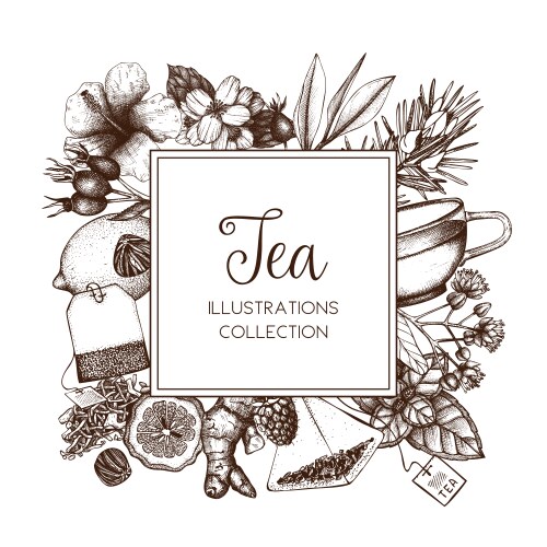 Herbal tea Royalty Free Vector Image - VectorStock