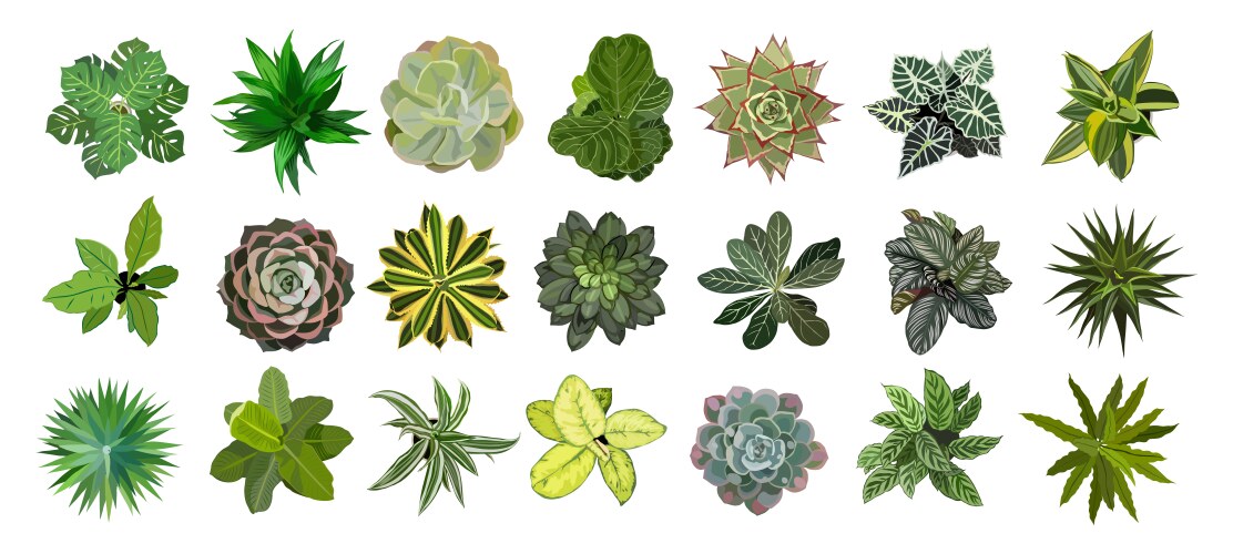 Set of different house plants top view Royalty Free Vector