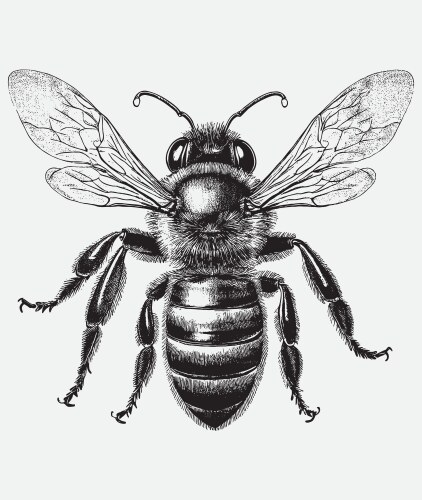 Vintage Honeybee Engraving Vector Image