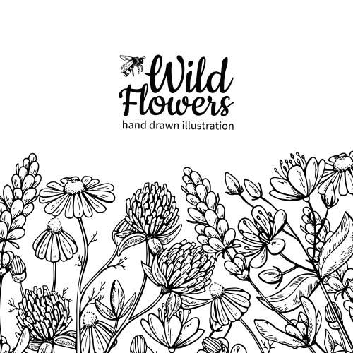 Wildflower Botanical Sketch Set Vector Image