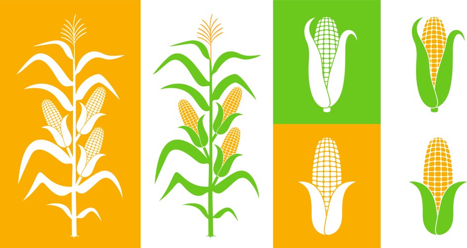 Corn stalk plant Royalty Free Vector Image - VectorStock
