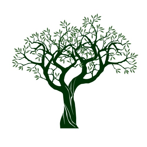 Olive tree Royalty Free Vector Image - VectorStock