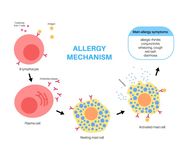 allergy mechanism diagram vector image