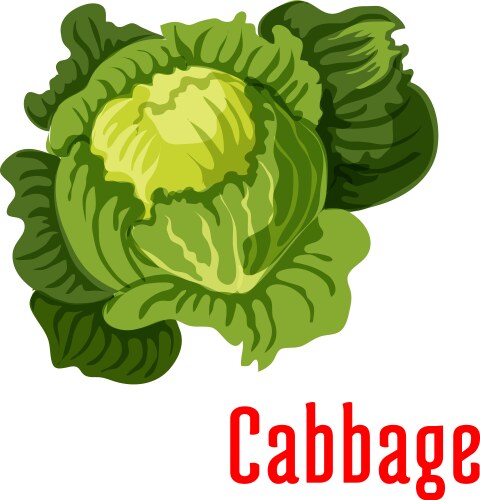 Realistic cabbage vegetable Royalty Free Vector Image