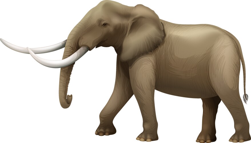 Cartoon elephant isolated on white background Vector Image
