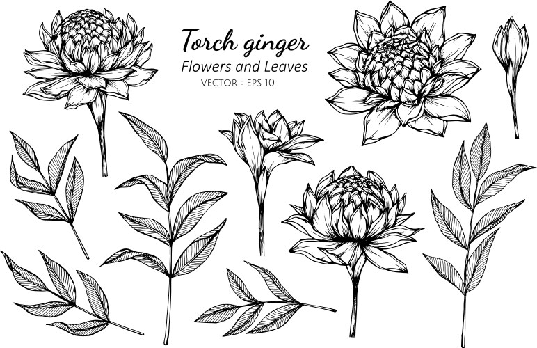 Torch Ginger Flower Art Vector Image