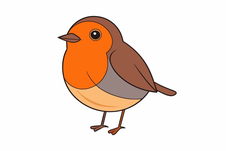 Cute robin bird on white background Royalty Free Vector