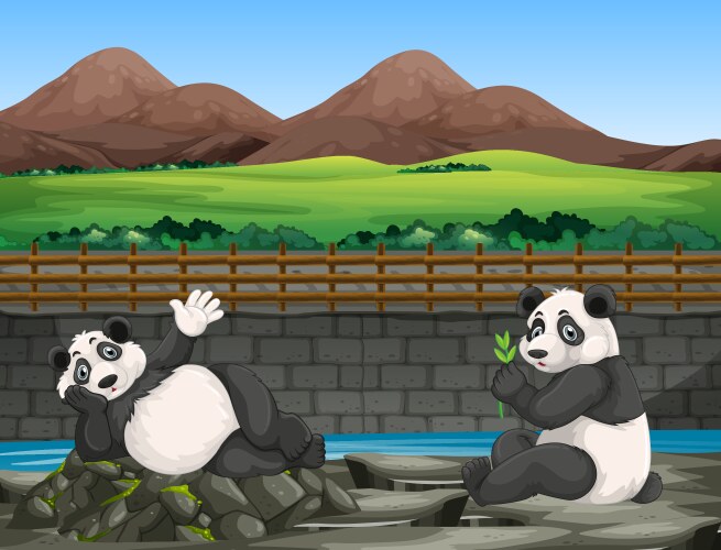 scene with two pandas at zoo vector image