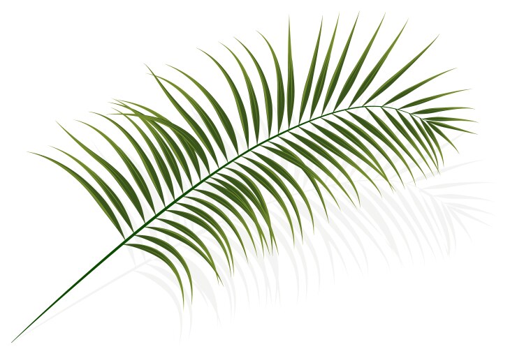 palm branch vector image