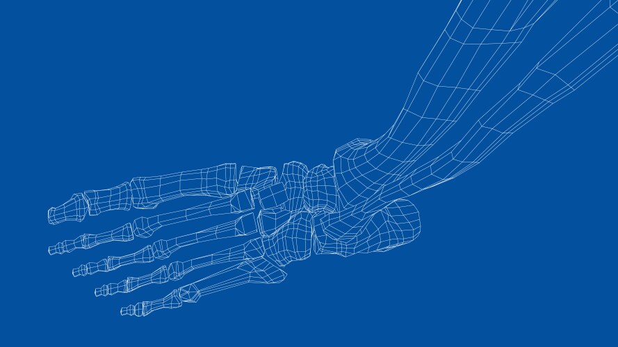 Human skeleton Royalty Free Vector Image - VectorStock