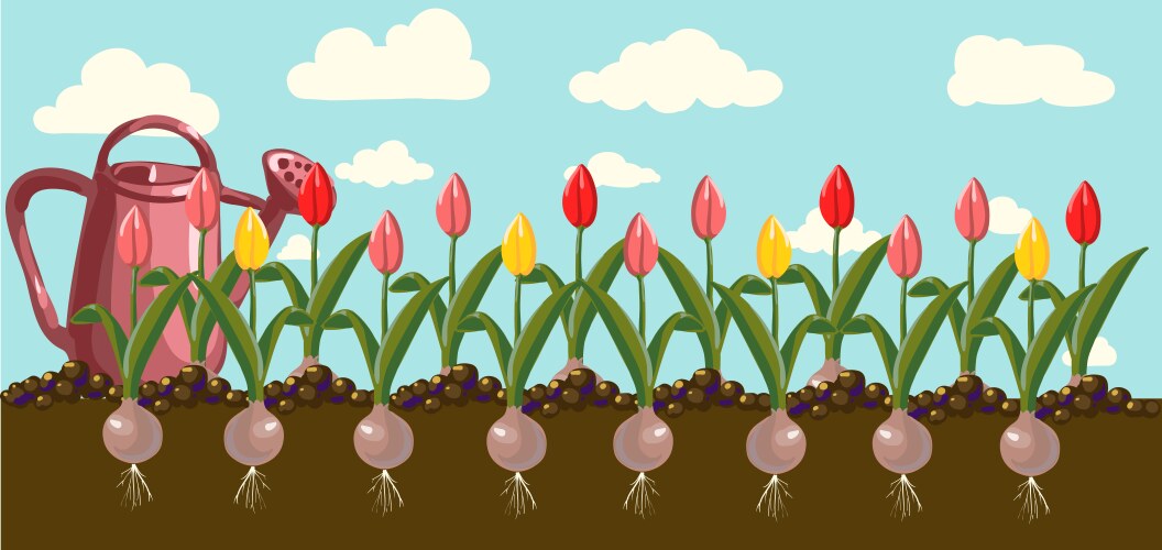 tulip vector image vector image