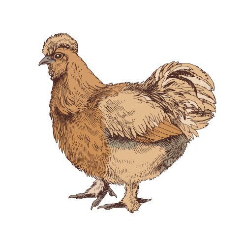 Hand drawn splash silkie bantham chicken vector image