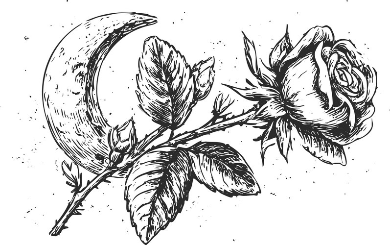 Black and White Rose Crescent Sketch Vector Image