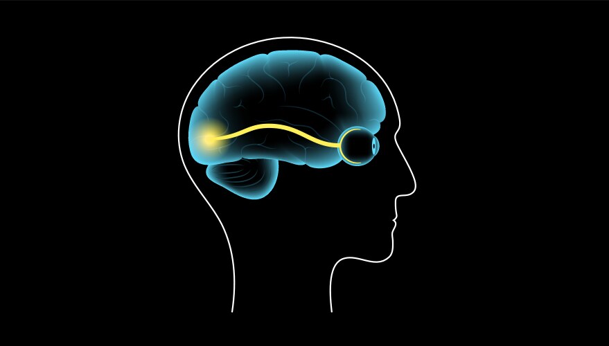Optic nerve anatomy Royalty Free Vector Image Biology Diagrams