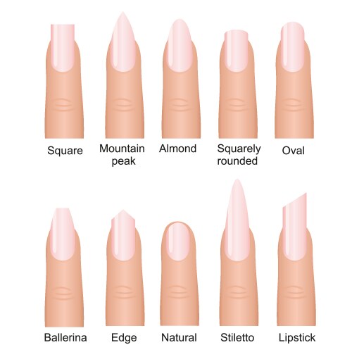 Nail Oval Shape Vector Images (over 330)