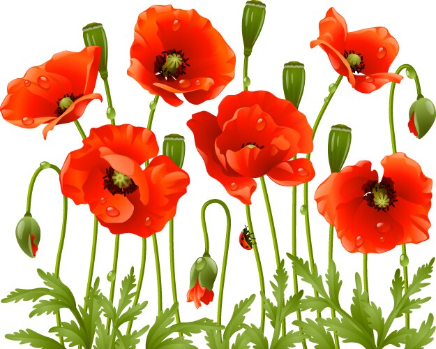Vibrant Poppy Field Vector Image