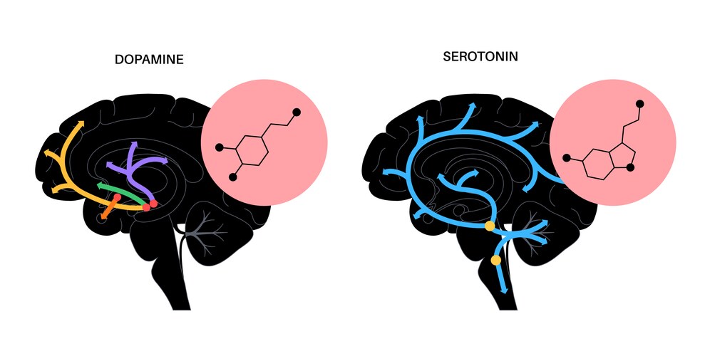 Serotonin Chemical Formula – Royalty-Free Vector | VectorStock