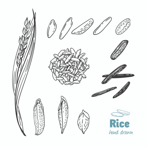 Counting Rice Drawing Rice barley farmer grains hand drawing image Vector Image