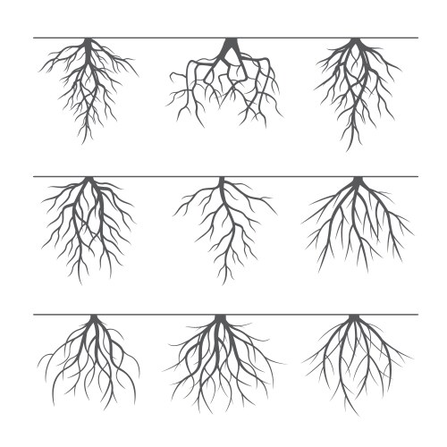 Tree roots set Royalty Free Vector Image - VectorStock